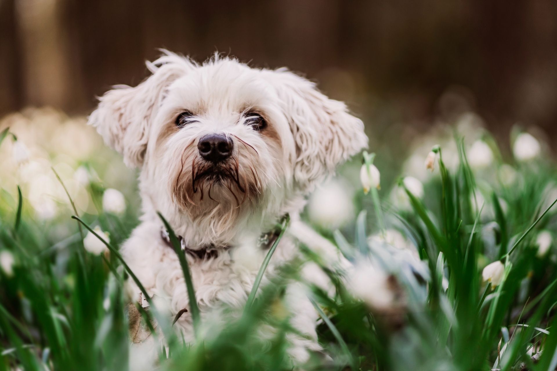 San Antonio, TX Veterinary Careers - Blue Cross Pet Clinic