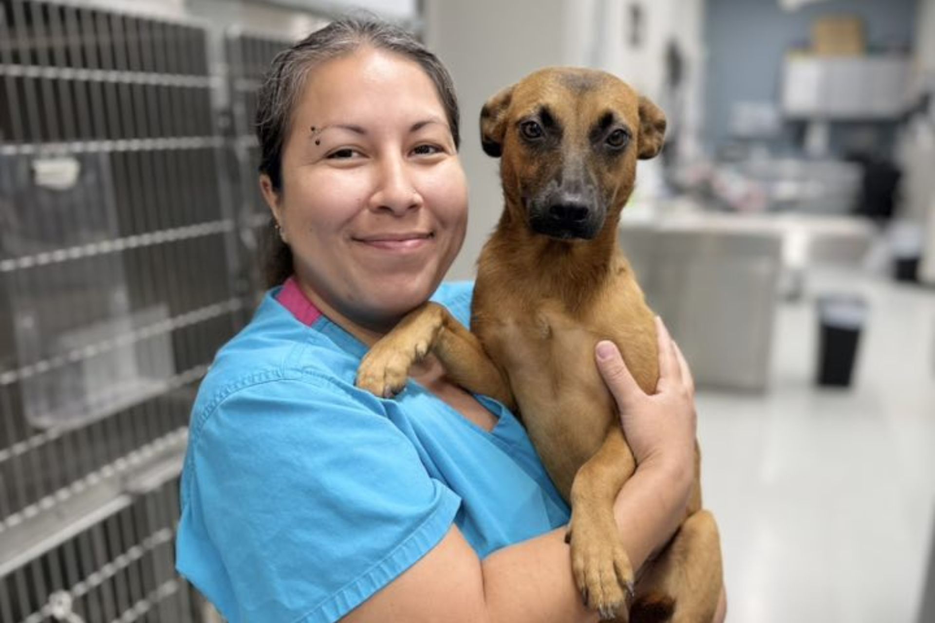 vet staff holding a brown dog