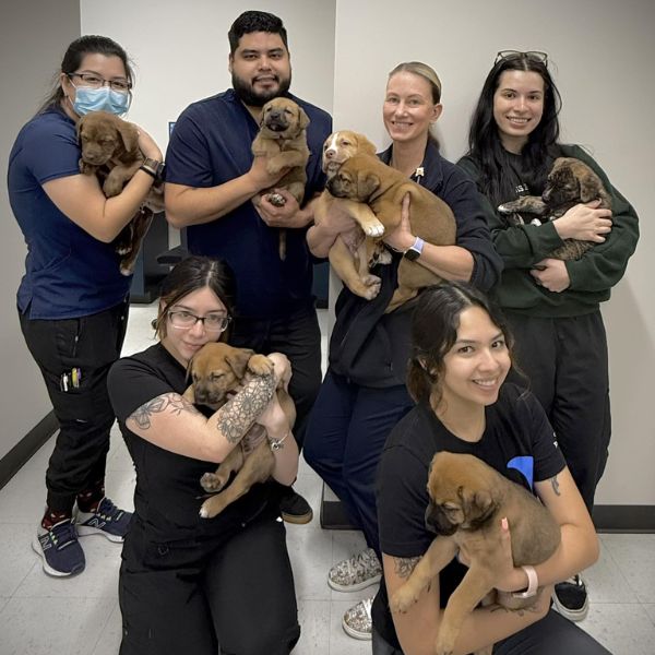 six vet staff holding puppies