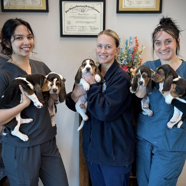 three vet staff holding puppies