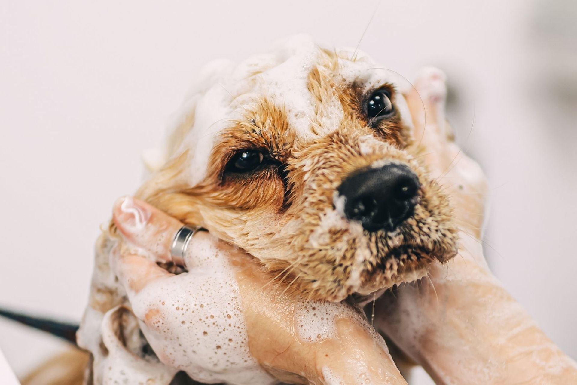 a person making a dog bath