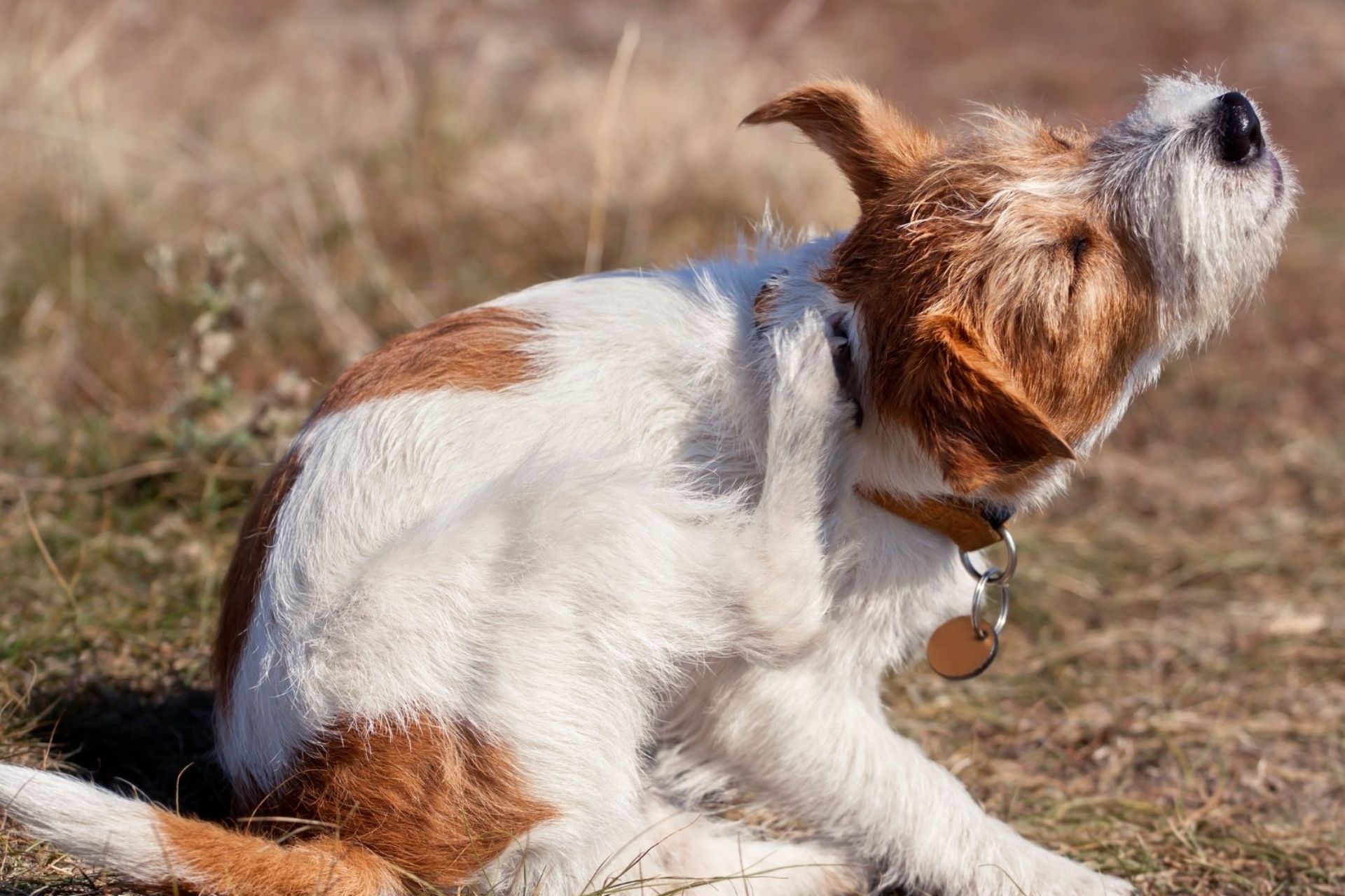 a dog sitting on grass scratching on itself